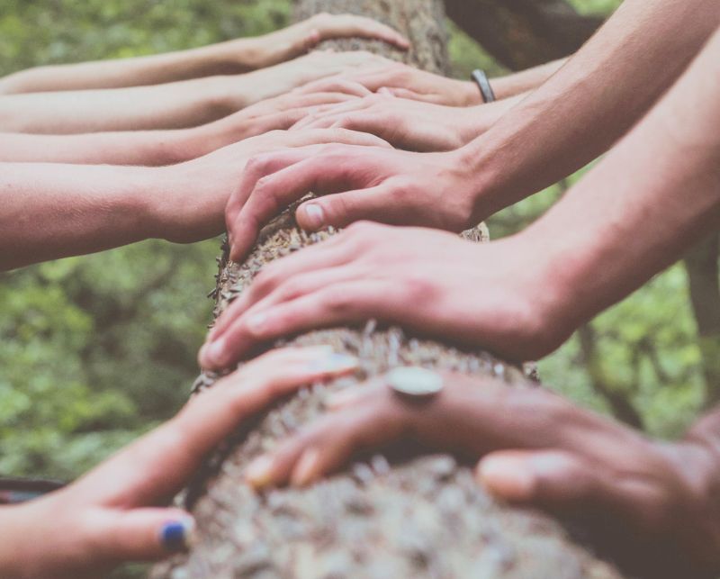 BASIC Group Mentoring, hier verschiedene Hände unterschiedlicher Hautfarbe, die gemeinsam einen Baumstamm berühren